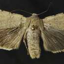 Abagrotis trigona Smith 1893 resmi