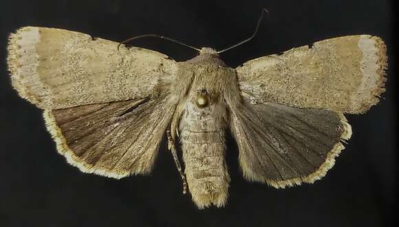 Abagrotis trigona Smith 1893的圖片