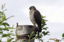 Image of Eurasian Sparrowhawk