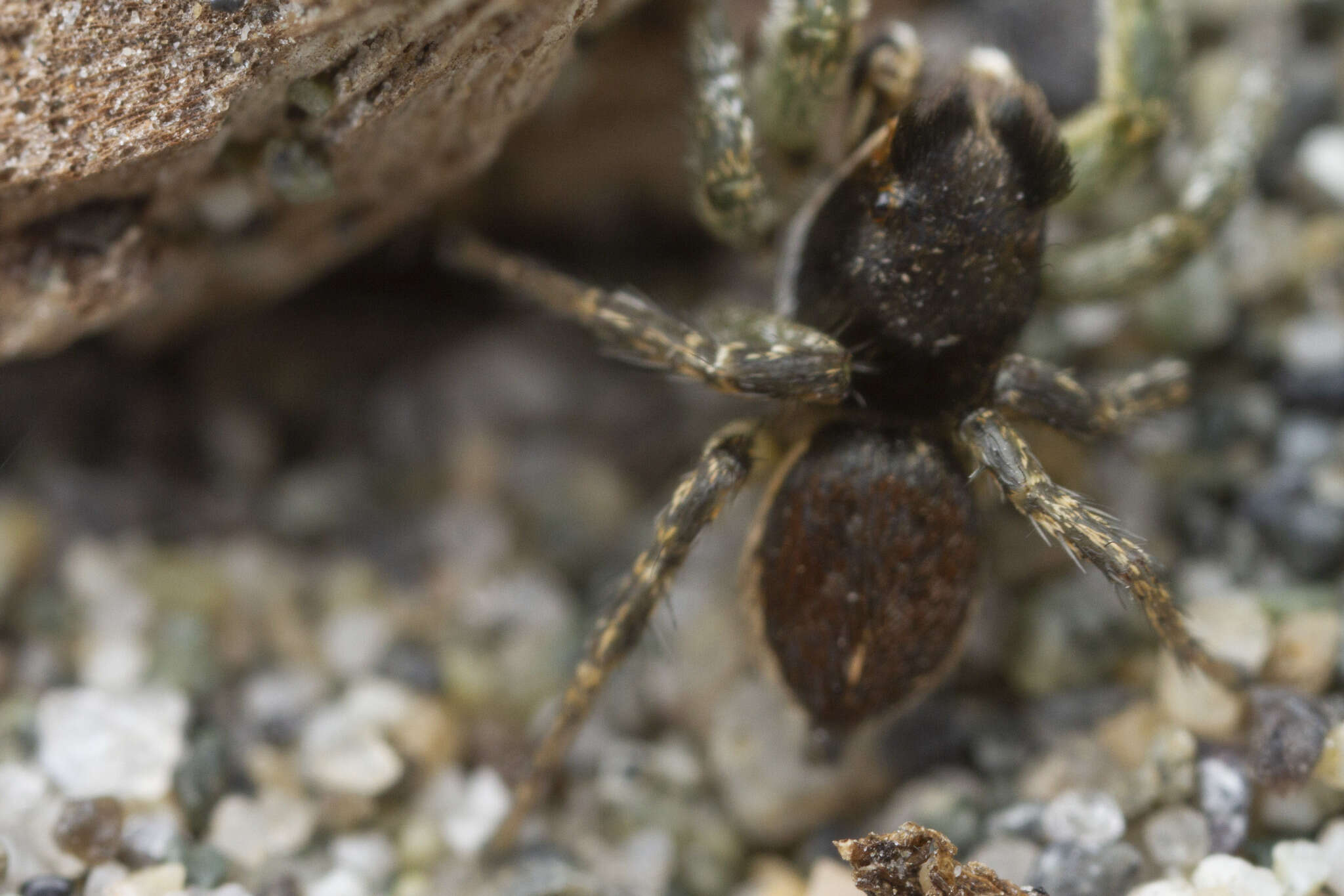 Image of Habronattus ophrys Griswold 1987