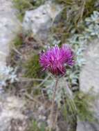 Image of Jurinea arachnoidea Bunge