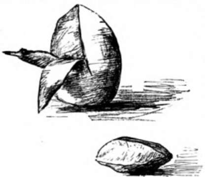 Image of mammee sapote