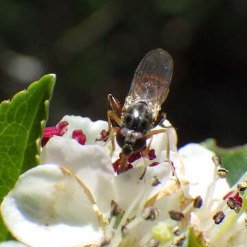 Image of Sphegina rufiventris Loew 1863