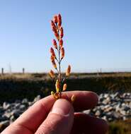 Image of glasswort