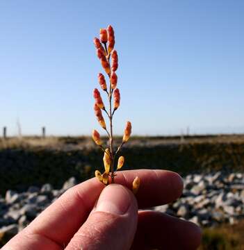 Слика од Salicornia europaea L.