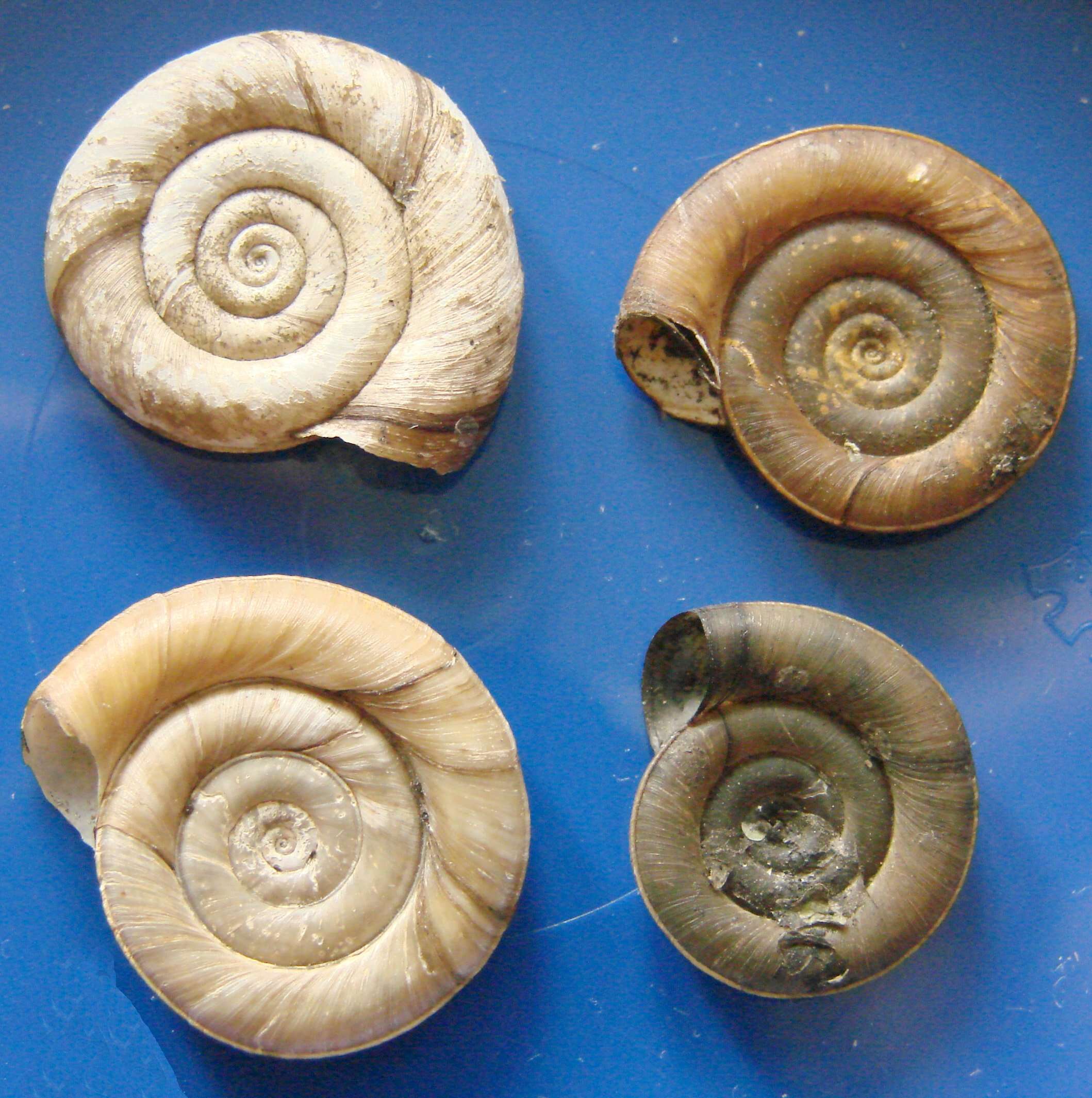 Image of Ram's Horn Snail