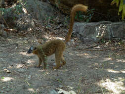 Image of Bennett's Brown Lemur