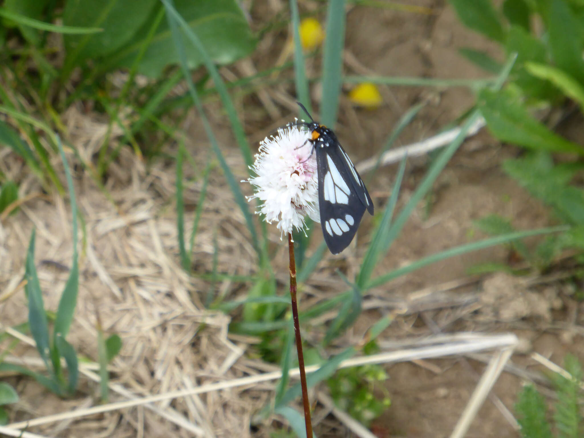 Image of Police Car Moth