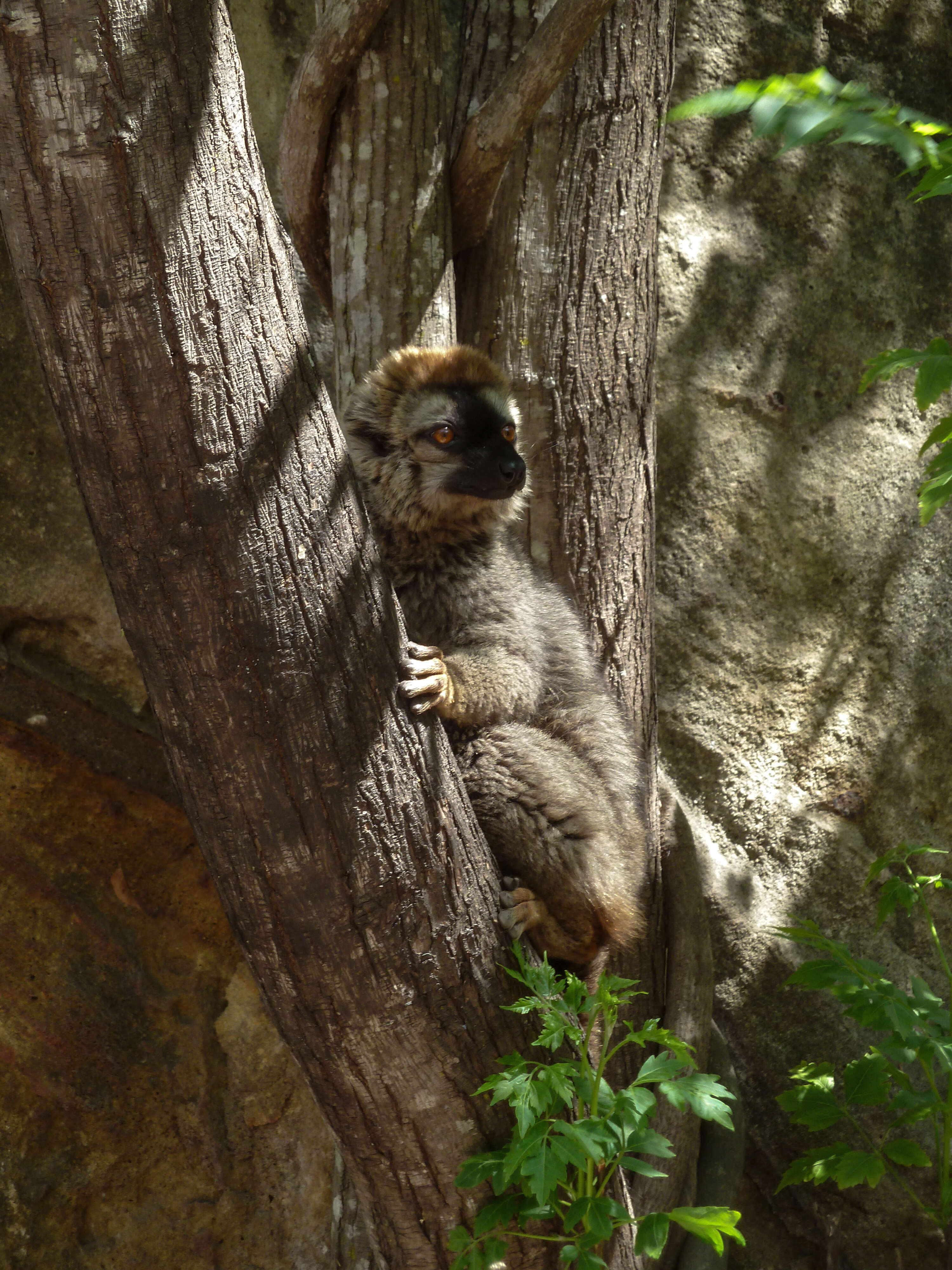 Image of Bennett's Brown Lemur