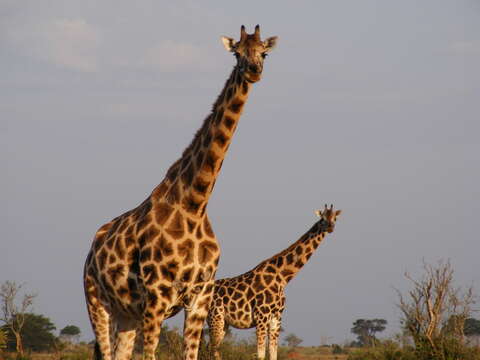 Image of Nubian Giraffe