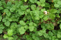 Image of Rubus nepalensis (Hook. fil.) Kuntze