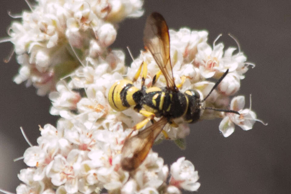 Eucerceris provancheri (Dalla Torre 1890) resmi