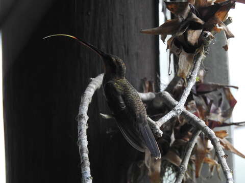 Image of Hook-billed hermit (hummingbird)