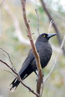 Image of Black Currawong