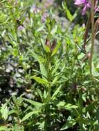 Imagem de Epilobium colchicum subsp. colchicum