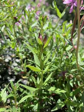 Imagem de Epilobium colchicum Albov