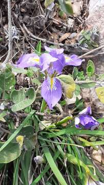 Image of Iris unguicularis var. syriaca (Wern. Schulze) A. P. Davis & Jury