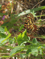 Image of Zerynthia rumina (Linnaeus 1758)