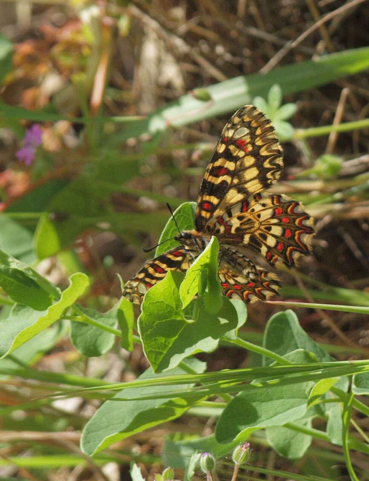 Image of Zerynthia rumina (Linnaeus 1758)