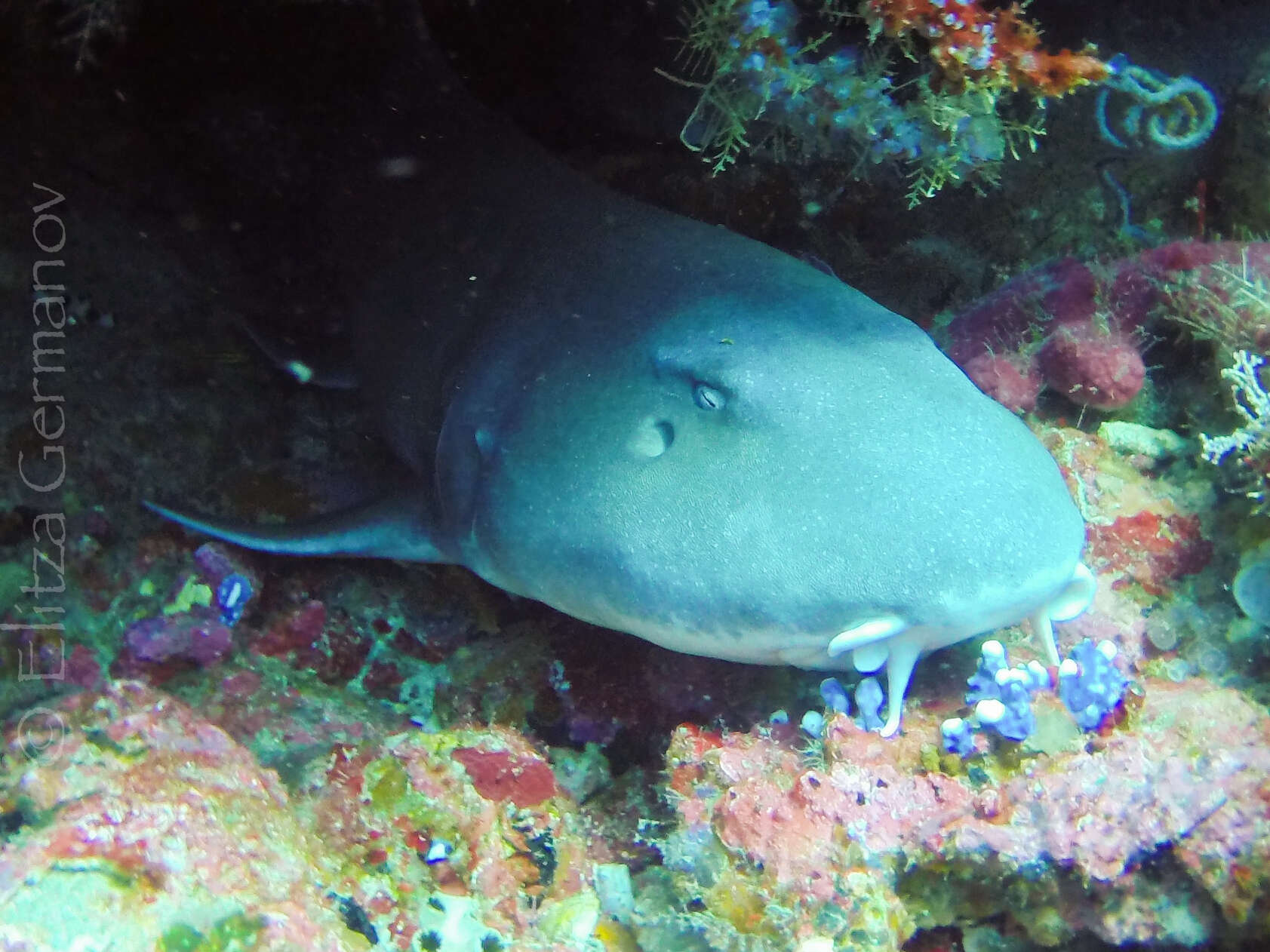 Image de Requin-chabot bambou