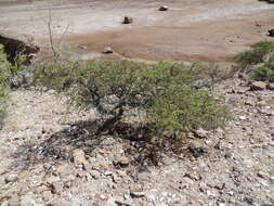 Image of Vachellia pacensis (Rudd & A. M. Carter) Seigler & Ebinger