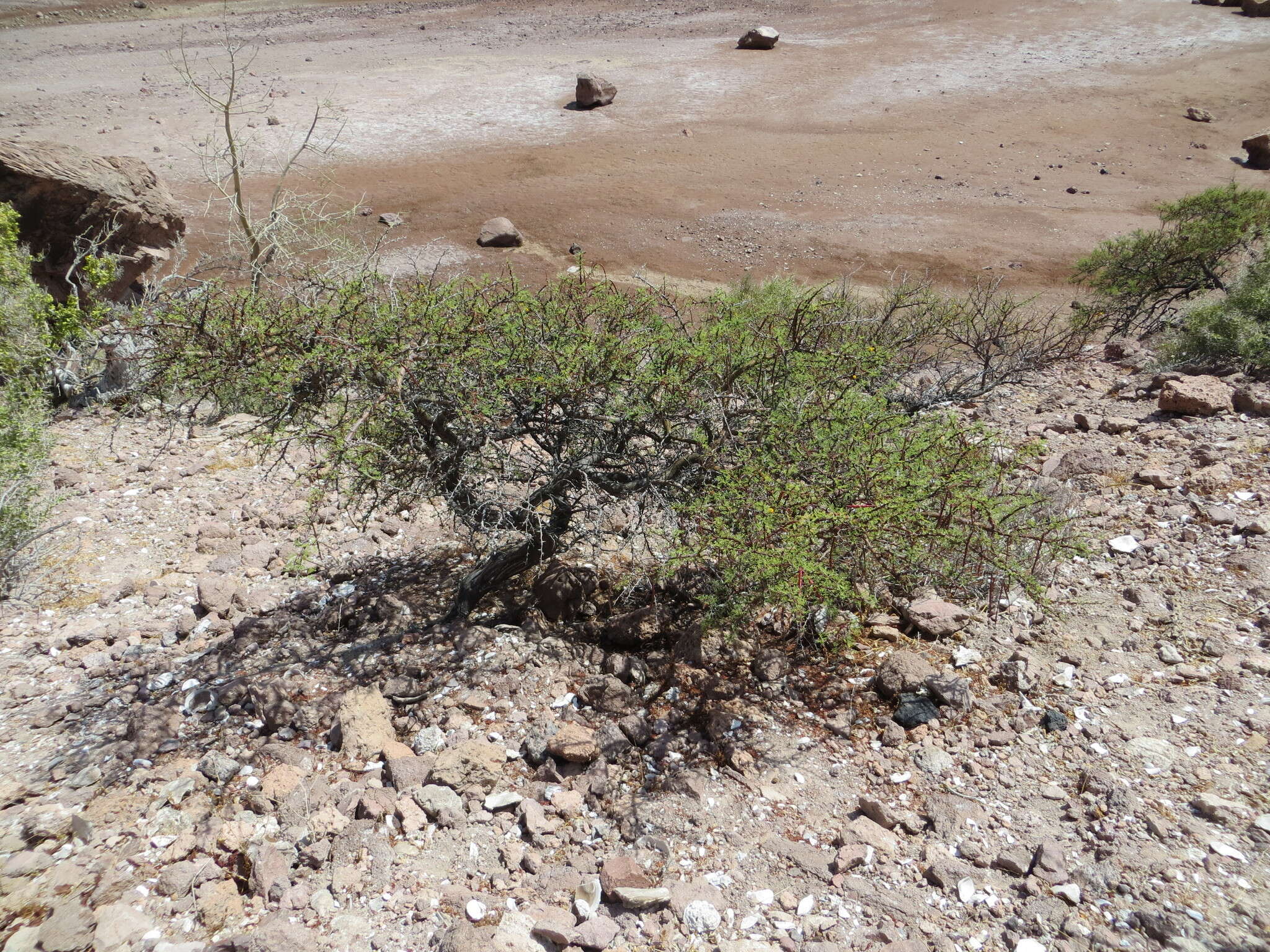 Image of Vachellia pacensis (Rudd & A. M. Carter) Seigler & Ebinger