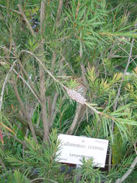 صورة Callistemon citrinus (Curtis) Skeels