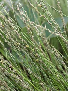 Image of plains muhly