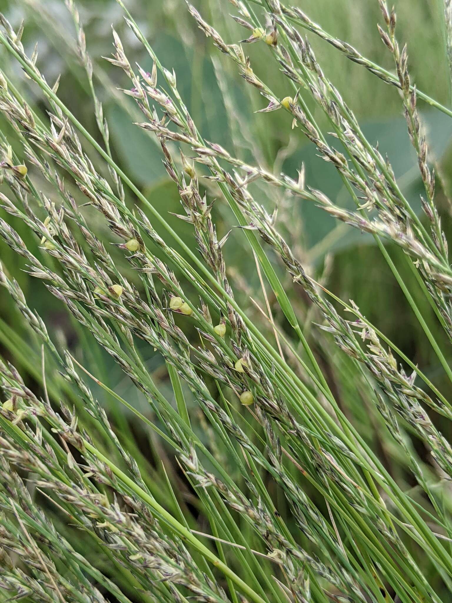 Imagem de Muhlenbergia cuspidata (Torr. ex Hook.) Rydb.