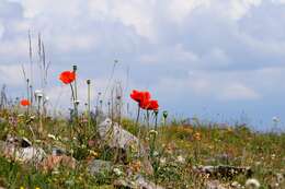 Image of Oriental poppy