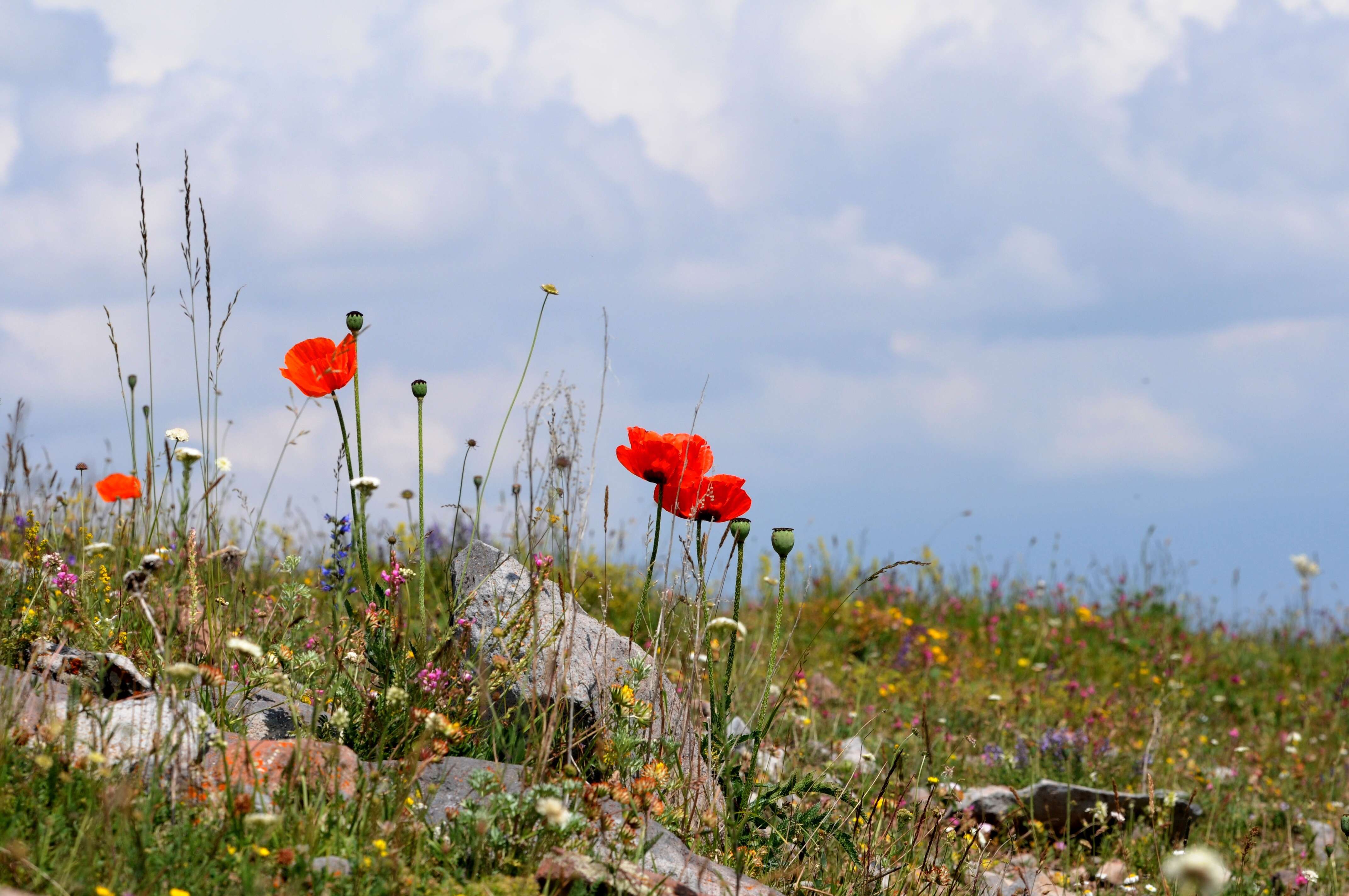 Image of Oriental poppy