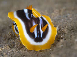 Sivun Chromodoris quadricolor (Rüppell & Leuckart 1830) kuva