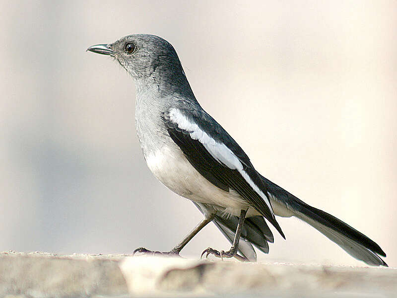 Image of Copsychus Wagler 1827