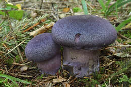 Image of Cortinarius violaceus (L.) Gray 1821