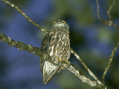 Image de Ninox randi Deignan 1951