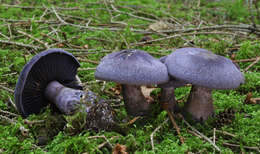 Image of Cortinarius violaceus (L.) Gray 1821