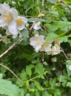 Image of scentless mock orange