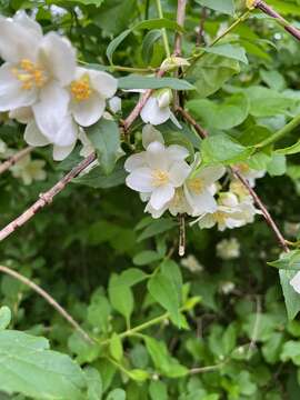 Image of scentless mock orange