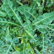 Image of Sonchus megalocarpus (Hook. fil.) J. Black