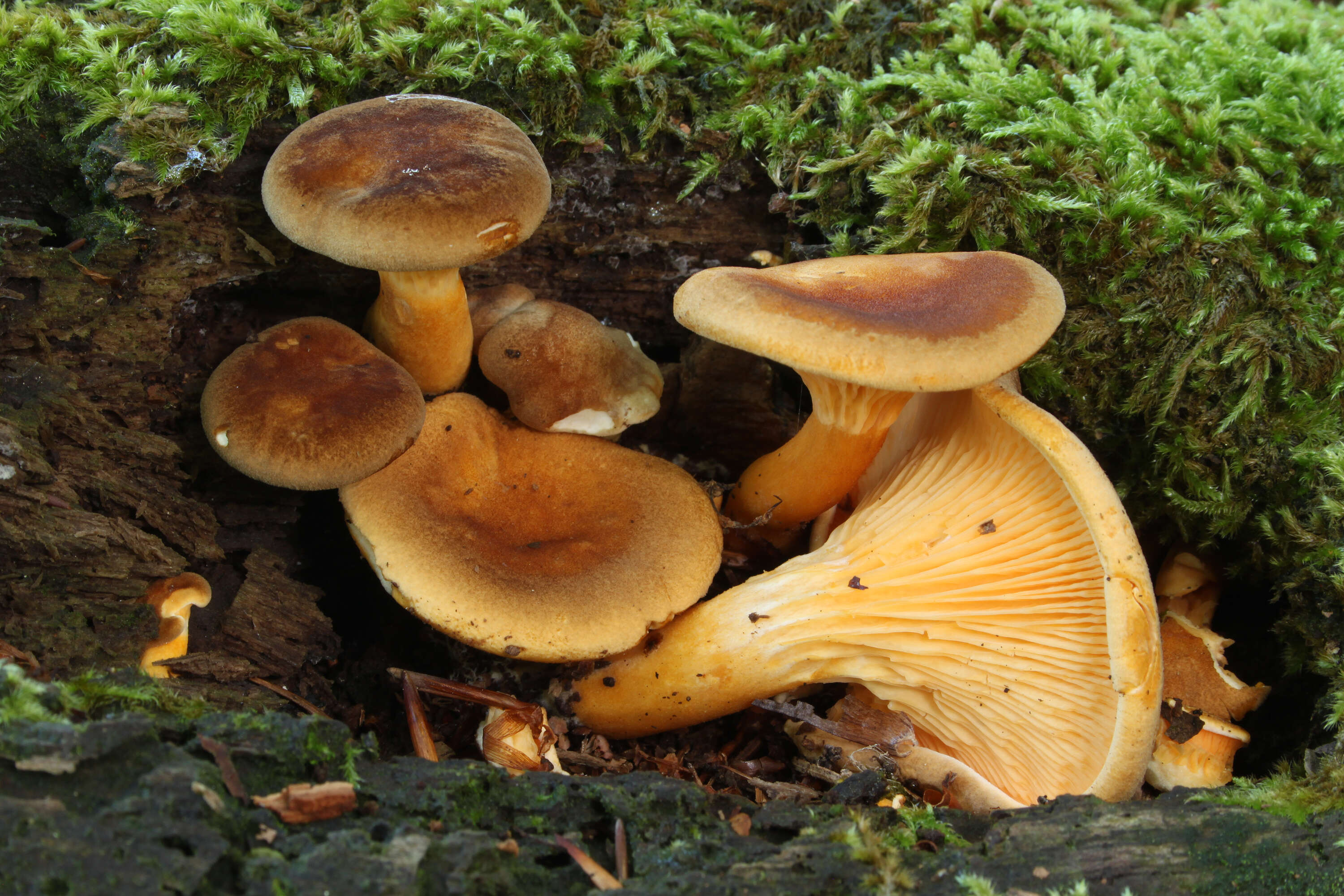 صورة Hygrophoropsis rufa (D. A. Reid) Knudsen 2008