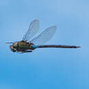 Image of Giant Hawaiian Darner