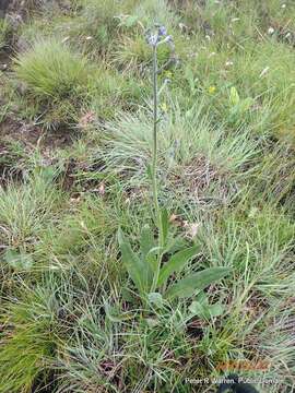 Image of Cynoglossum hirsutissimum Lehm.