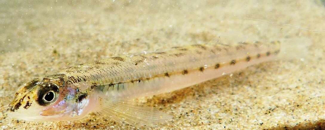 Image of Eastern Sand Darter