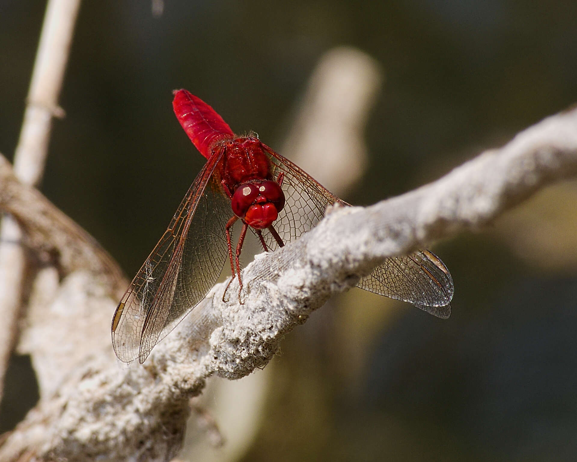 Image of Broad Scarlet