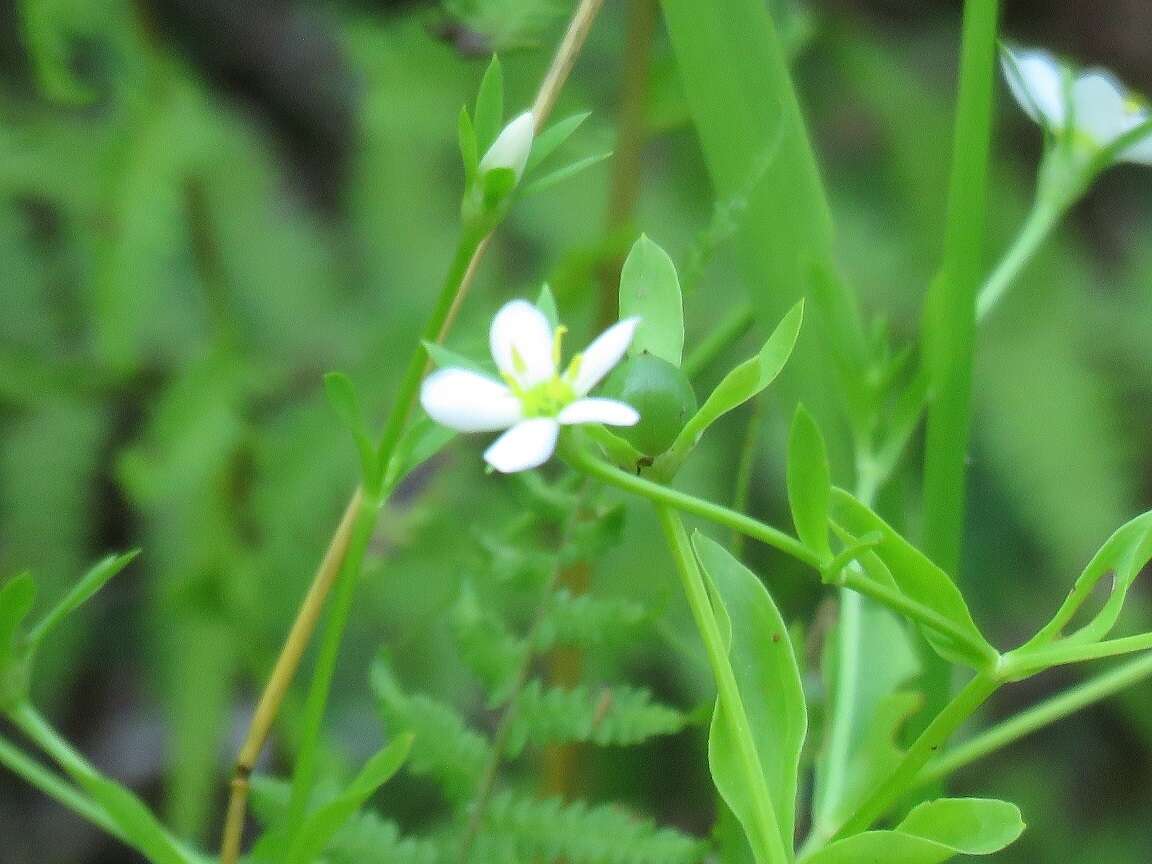 Image of Coastal Rose-Gentian