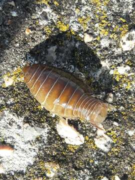 Слика од Anilocra physodes (Linnaeus 1758)