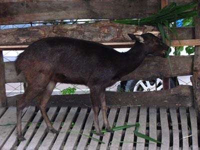 Image of Philippine Brown Deer