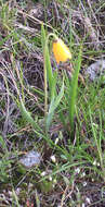 Image of Yellow Bell