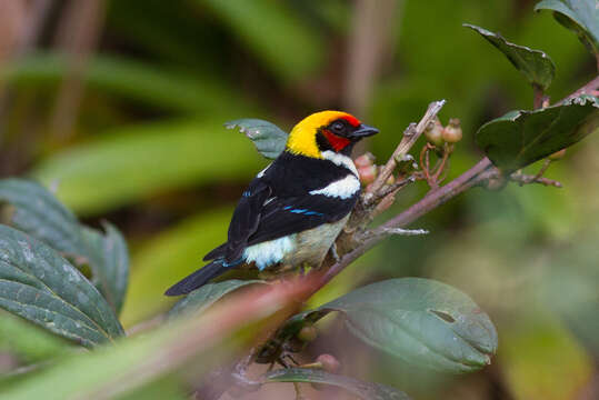 Image of Flame-faced Tanager