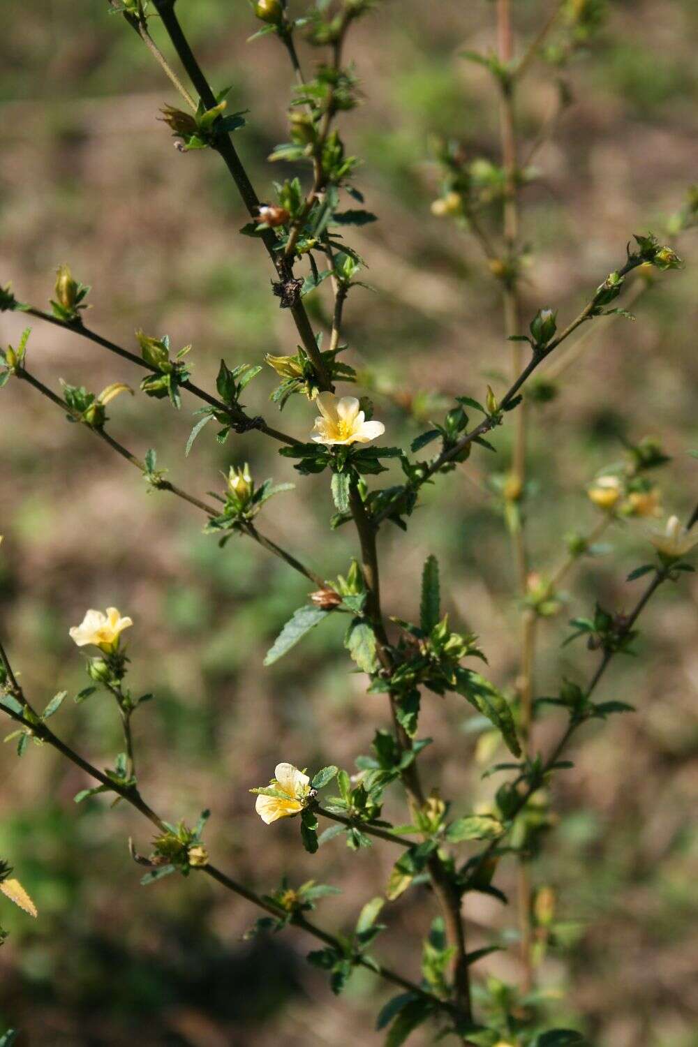 Image of common wireweed